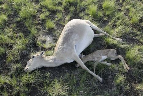 Mass sudden deaths of 120,000 Kazakhstan antelopes causes alarm | Central Asia | Scoop.it