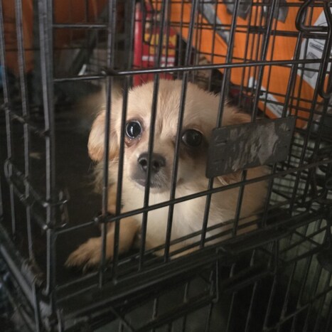 Chester County SPCA takes in nearly 100 rescued animals from Delaware | Industry 411 - Waste Management | Scoop.it