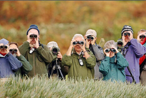 Birdwatching may reshape the brain and build its buffer against ageing | The Health Report | Scoop.it