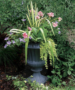 These survivors can stay in pots for years | Gardening Life | Scoop.it