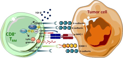 Les cellules T m&eacute;moires r&eacute;sidentes (TRM) dans la tumeur : leur r&ocirc;le dans l&rsquo;immunit&eacute; anti-tumorale et l&rsquo;immunoth&eacute;rapie anticanc&eacute;reuse | Life Sciences Universit&eacute; Paris-Saclay | Scoop.it