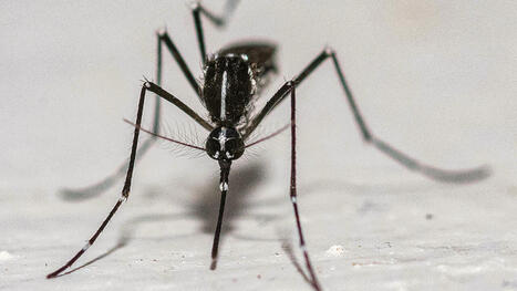 Dengue, chikungunya : efficacité variable des différentes techniques de lâchers de moustiques, selon l'Anses | EntomoScience | Scoop.it