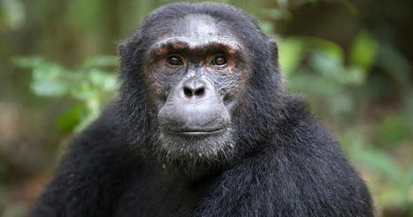 What makes the human brain different from other animals? Yale study reveals clues | Amazing Science | Scoop.it