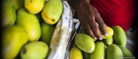 Guimaras Mango, a Fruity Serious Affair | The Asian Food Gazette. | Scoop.it