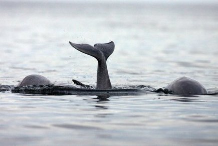 TV5MONDE : actualites : Les océans s'acidifient comme jamais menaçant de bouleverser leur écosystème | HALIEUTIQUE MER ET LITTORAL | Scoop.it