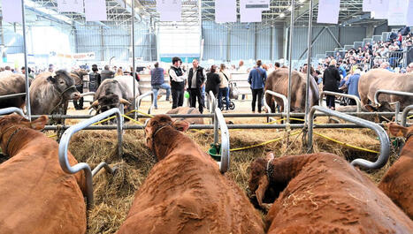 Pas de bovins au Salon de l'agriculture &agrave; Paris, la d&eacute;cision sera prise le 21 janvier pour celui de Tarbes - ICI | Accueil | Scoop.it