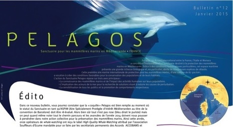Le Bulletin Pelagos 2015 réalisé par la Partie française de l'Accord Pelagos est paru | Zones humides - Ramsar - Océans | Scoop.it