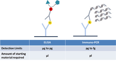 Immuno-PCR: molecular and Immunological techniques combined in DNA amplification | Immunology Diagnosis | Scoop.it