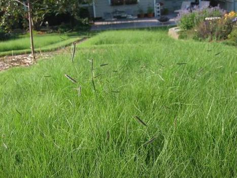 Consider planting native grasses - Denver Post | Prairie and Grassland Ecosystems | Scoop.it