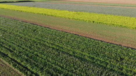 Sept syst&egrave;mes de cultures &eacute;tudi&eacute;s pour allier environnement et &eacute;conomie - Agri Mutuel | Pour innover en agriculture | Scoop.it