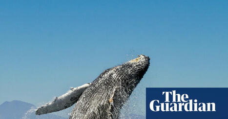 ‘We’ve done it before’: how not to lose hope in the fight against ecological disaster | Climate crisis | The Guardian | News from the world - nouvelles du monde | Scoop.it