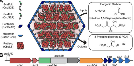 Robust Synthetic Biology Toolkit to Advance Carboxysome Study and Redesign | asb | RMH | Scoop.it