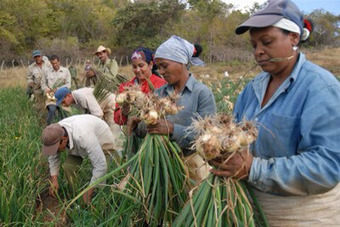 The New Cooperative Economy in Cuba | Peer2Politics | Scoop.it