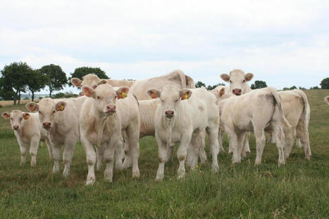 FNB : une baisse des soutiens couplés aux bovins viande de 10 à 18 % entre 2023 et 2027 | Actualité Bétail | Scoop.it
