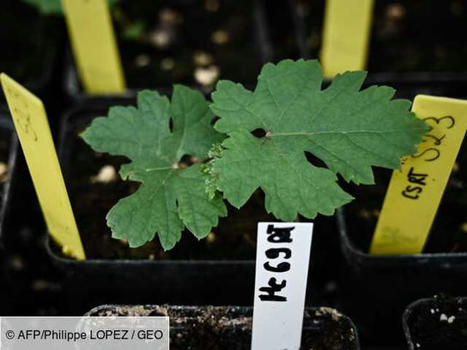 AG-TECH : Du Petrus et des plants de vigne envoyés dans l'espace pour tester leur "résilience" | INNOVATIONS | Scoop.it