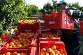 Spain: Almeria Citrus exports booming, +47% in January | CIHEAM Press Review | Scoop.it