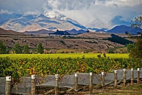 EU grants NZ organic wine parity | Essência Líquida | Scoop.it