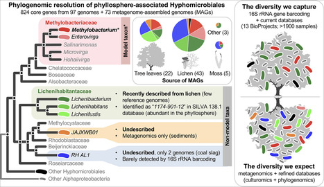 Original Paper in Syst Appl Microbiol &bull; Leducq Lab 2026 &bull; A phylogenomic and metagenomic meta-analysis of bacterial diversity in the phyllosphere lifts a veil on hyphomicrobiales dark matter | Originals | Scoop.it