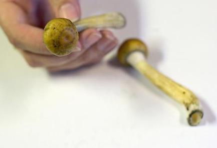 New Statesman - Shroom with a view | quest inspiration | Scoop.it