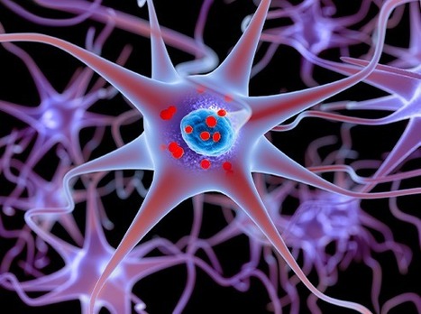 SABNP &eacute;lucide un m&eacute;canisme cl&eacute; de la maladie de Charcot | Life Sciences Universit&eacute; Paris-Saclay | Scoop.it