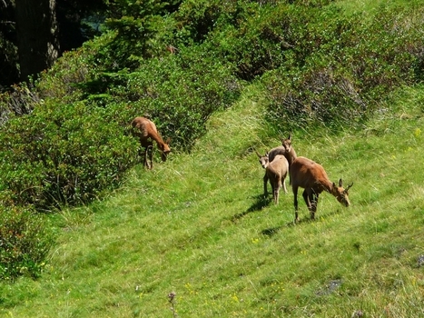 Une chevrée au Rioumajou. Quelques questions sur les isards | Le blog de Michel BESSONE | Vallées d'Aure & Louron - Pyrénées | Scoop.it