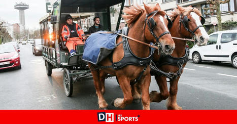 Les chevaux de trait en charge des collectes de sapins &agrave; Hensies - La DH/Les Sports+ | Ecod&eacute;veloppement territorial | Scoop.it