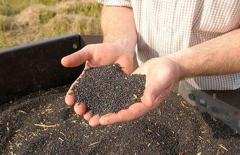 Colza : une campagne 2022 quantitative et qualitative | CORPS GRAS | Scoop.it