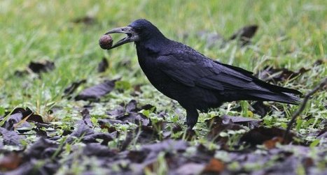 Appel aux maires - LPO | Biodiversité | Scoop.it