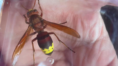 Des études confirment la présence du frelon oriental (Vespa orientalis) à Santiago, une espèce considérée comme envahissante et qui serait arrivée au Chili en 2020 | EntomoNews | Scoop.it