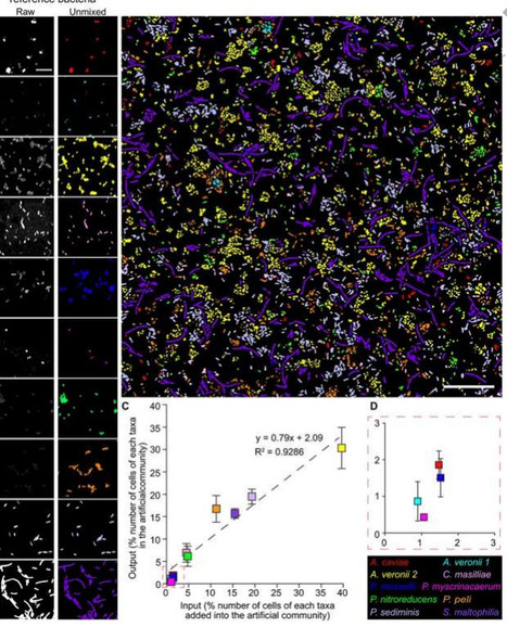 Cross hybridization Inference for Phylogenetic Resolution (CIPHR)-FISH enables microbiome imaging with strain level taxonomic resolution | isme | RMH | Scoop.it