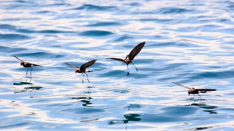 Des chercheurs demandent aux pétrolières de mieux protéger les oiseaux de mer | Les oiseaux au gré du vent | Scoop.it