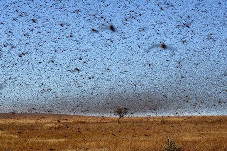 Le Niger menacé par une invasion de criquets | EntomoNews | Scoop.it