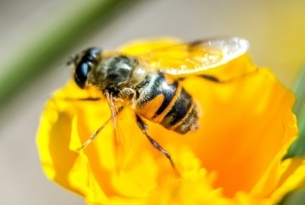 Néonicotinoïdes : une agence de l'UE confirme le risque pour les abeilles | Toxique, soyons vigilant ! | Scoop.it