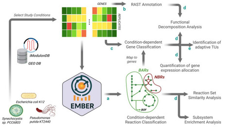 EMBER: A Genome-Scale Approach for a Systematic Characterization of Bacterial Metabolic Heterogeneity through the Growth-Adaptation Trade-Off | brvme | RMH | Scoop.it