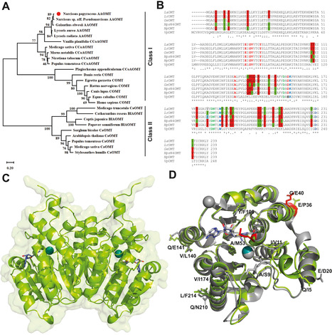Original Paper in J Biol Chem • Desgagné-Penix Lab 2024 • Kinetic and in silico structural characterization of norbelladine O-methyltransferase of Amaryllidaceae alkaloids biosynthesis | Originals | Scoop.it