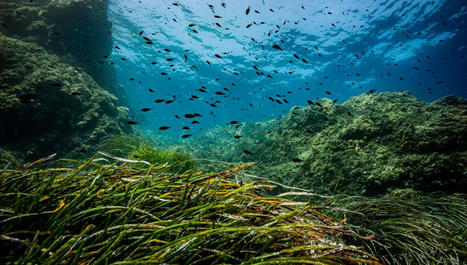 Les paysages sonores des fonds marins | Biodiversité | Scoop.it