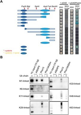 Plant A20/AN1 protein serves as the important hub to mediate antiviral immunity | Virology News | Scoop.it