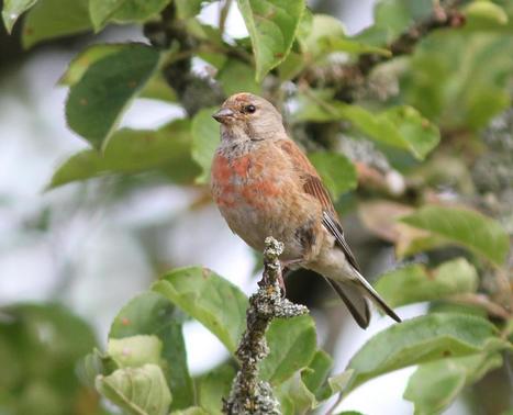 Les oiseaux communs sont-ils toujours communs ? Vigie Nature | Biodiversité | Scoop.it