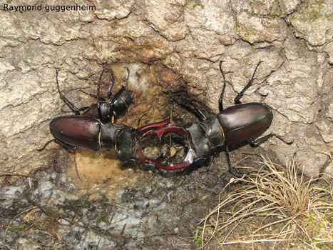 Le rôle écologique des coléoptères saproxyliques | EntomoScience | Scoop.it