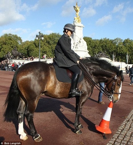 The cone arranger: How Merlin the Met Police horse likes to entertain the crowds at Buckingham Palace by neatly moving bollards | Traffic Cones | Scoop.it