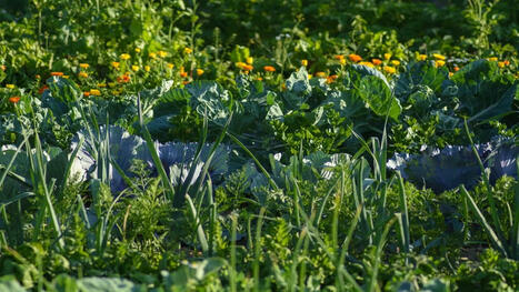 La biodiversité des villes et des vergers urbains -   | Paysage - Agriculture | Scoop.it
