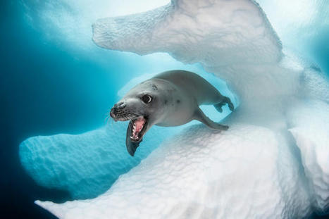 ANTARCTICA : le livre du photographe Greg Lecœur avec Guillaume Nery ! | Histoires Naturelles | Scoop.it