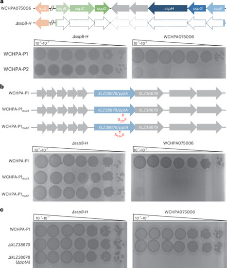 Phage hijacks host phosphorothioate DNA modification machinery to circumvent bacterial Ssp defences | Nmb | RMH | Scoop.it