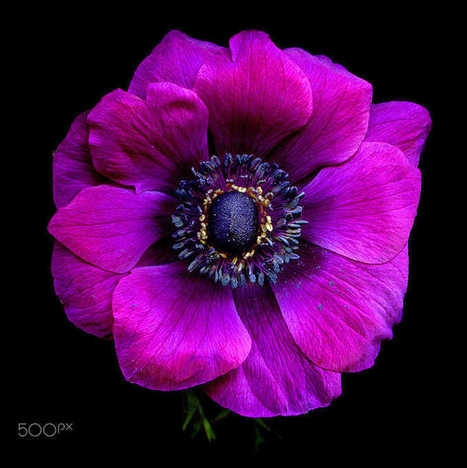 PURPLE, THE COLOUR of KINGS... ANEMONE por Magda Indigo  | My Photo | Scoop.it