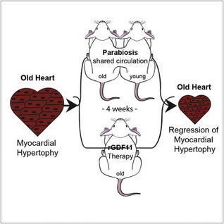 Young blood can breathe fresh life in older ones | Science News | Scoop.it