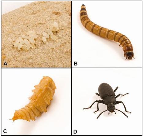 Les larves du ténébrion Zophobas morio sont plus grandes et plus riches en nutriments que les vers de farine jaunes, mais elles n'ont pas encore bénéficié de la même attention | EntomoNews | Scoop.it