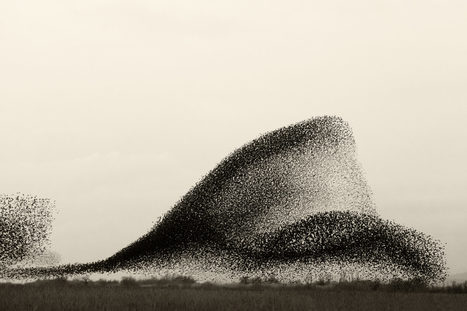 BLACK SUN: Amorphous Flocks of Starlings Swell Above the Danish Marshlands | Design, Science and Technology | Scoop.it