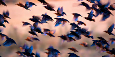 Swarm Intelligence : qu'est-ce que l'intelligence distribu&eacute;e ? | EntomoScience | Scoop.it
