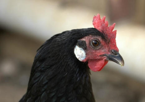 MALTA : Efforts to save the Maltese Black Hen | CIHEAM Press Review | Scoop.it