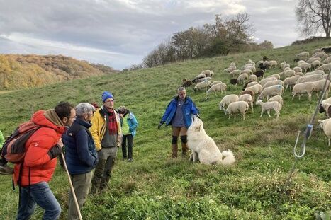 "Un jour il va y avoir un mort" : les accompagnateurs en montagne alertent sur la pr&eacute;sence trop importante de patous | Accueil | Scoop.it